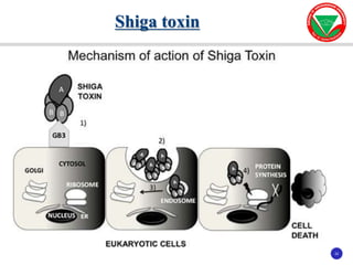 22
22
Shiga toxin
 