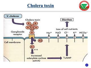 23
23
Cholera toxin
 