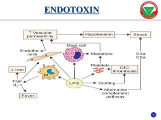 24
24
ENDOTOXIN
 