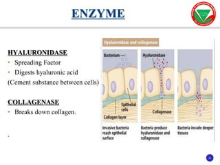 25
25
HYALURONIDASE
• Spreading Factor
• Digests hyaluronic acid
(Cement substance between cells)
COLLAGENASE
• Breaks down collagen.
.
ENZYME
 
