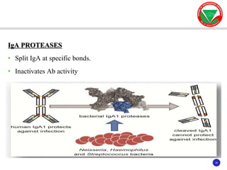 26
26
IgA PROTEASES
• Split IgA at specific bonds.
• Inactivates Ab activity
 