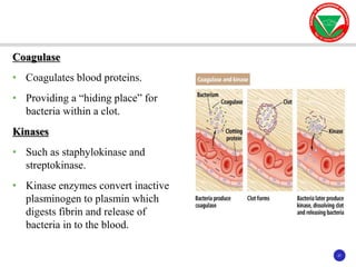 27
27
Coagulase
• Coagulates blood proteins.
• Providing a “hiding place” for
bacteria within a clot.
Kinases
• Such as staphylokinase and
streptokinase.
• Kinase enzymes convert inactive
plasminogen to plasmin which
digests fibrin and release of
bacteria in to the blood.
 