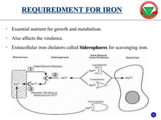 30
30
• Essential nutrient for growth and metabolism.
• Also affects the virulence.
• Extracellular iron chelators called Siderophores for scavenging iron.
REQUIREDMENT FOR IRON
 