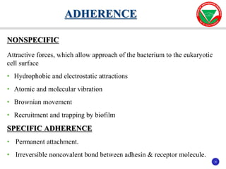 35
35
NONSPECIFIC
Attractive forces, which allow approach of the bacterium to the eukaryotic
cell surface
• Hydrophobic and electrostatic attractions
• Atomic and molecular vibration
• Brownian movement
• Recruitment and trapping by biofilm
SPECIFIC ADHERENCE
• Permanent attachment.
• Irreversible noncovalent bond between adhesin & receptor molecule.
ADHERENCE
 