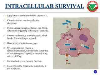 39
39
(1) Repellents or toxins that inhibit chemotaxis.
(2) Capsules inhibit attachment by the
phagocyte
(3) Permit uptake but release factors that block,
subsequent triggering of killing mechanisms.
(4) Secrete catalase (e.g. staphylococci), which
breaks down hydrogen peroxide.
(5) Have highly resistant outer coats.
(6) Mycobacteria also release a
lipoarabinomannan, which blocks the ability
of macrophages to respond to the activating
effects of IFNy.
(7) Impaired antigen-presenting function.
(8) Escape from the phagosome to multiply in
the cytoplasm.
INTRACELLULAR SURVIVAL
 