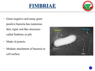 7
7
• Gram negative and many gram
positive bacteria has numerous
thin, rigid, rod-like structures
called fimbriae or pili.
• Made of protein.
• Mediate attachment of bacteria to
cell surface.
FIMBRIAE
 
