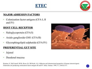 9
9
MAJOR ADHESION FACTORS
• Colonization factor antigens (CFA I, II
and IV)
HOST CELL RECEPTOR
• Sialoglycoprotein (CFA/I)
• Asialo ganglioside GM1 (CFA/II)
• Glycosphingolipid sulphatide (CFA/IV)
PREFERENTIAL GUT SITE
• Jejunal
• Duodenal mucosa
ETEC
Knutton, S.; McConnell, M.M.; Rowe, B.; McNeish, A.S. Adhesion and ultrastructural properties of human enterotoxigenic
Esherichia coli producing colonization factor antigens III and IV. Infect. Immun. 1989, 57, 3364±3371
 