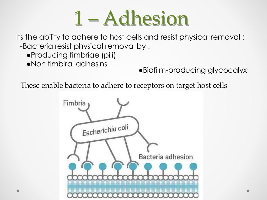 Bacterial virulence factors
