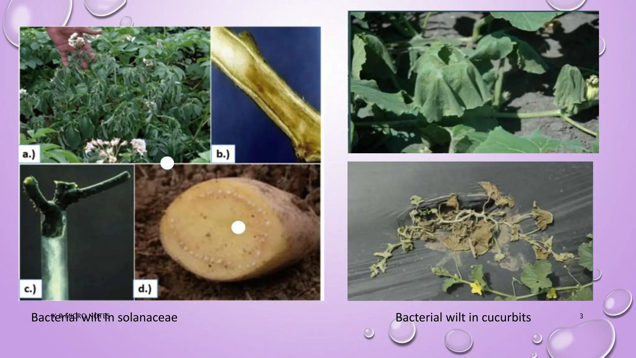Bacterial wilt and bacterial blight of rice K R.pptx