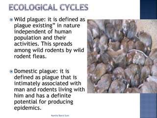 ž Wild plague: it is defined as
plague existing” in nature
independent of human
population and their
activities. This spreads
among wild rodents by wild
rodent fleas.
ž Domestic plague: it is
defined as plague that is
intimately associated with
man and rodents living with
him and has a definite
potential for producing
epidemics.
Namita Batra Guin
 