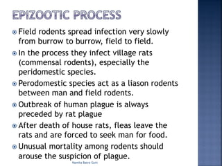 ž Field rodents spread infection very slowly
from burrow to burrow, field to field.
ž In the process they infect village rats
(commensal rodents), especially the
peridomestic species.
ž Perodomestic species act as a liason rodents
between man and field rodents.
ž Outbreak of human plague is always
preceded by rat plague
ž After death of house rats, fleas leave the
rats and are forced to seek man for food.
ž Unusual mortality among rodents should
arouse the suspicion of plague.
Namita Batra Guin
 