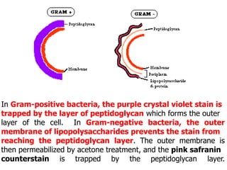In Gram-positive bacteria, the purple crystal violet stain is
trapped by the layer of peptidoglycan which forms the outer
layer of the cell. In Gram-negative bacteria, the outer
membrane of lipopolysaccharides prevents the stain from
reaching the peptidoglycan layer. The outer membrane is
then permeabilized by acetone treatment, and the pink safranin
counterstain is trapped by the peptidoglycan layer.
 