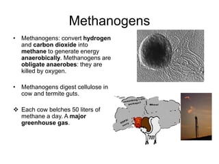 Methanogens
• Methanogens: convert hydrogen
and carbon dioxide into
methane to generate energy
anaerobically. Methanogens are
obligate anaerobes: they are
killed by oxygen.
• Methanogens digest cellulose in
cow and termite guts.
 Each cow belches 50 liters of
methane a day. A major
greenhouse gas.
 
