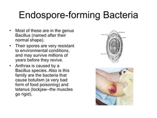 Endospore-forming Bacteria
• Most of these are in the genus
Bacillus (named after their
normal shape).
• Their spores are very resistant
to environmental conditions,
and may survive millions of
years before they revive.
• Anthrax is caused by a
Bacillus species. Also is this
family are the bacteria that
cause botulism (a very bad
form of food poisoning) and
tetanus (lockjaw--the muscles
go rigid).
 