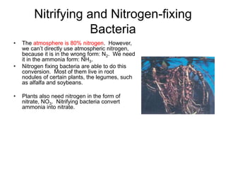 Nitrifying and Nitrogen-fixing
Bacteria
• The atmosphere is 80% nitrogen. However,
we can’t directly use atmospheric nitrogen,
because it is in the wrong form: N2. We need
it in the ammonia form: NH3.
• Nitrogen fixing bacteria are able to do this
conversion. Most of them live in root
nodules of certain plants, the legumes, such
as alfalfa and soybeans.
• Plants also need nitrogen in the form of
nitrate, NO3. Nitrifying bacteria convert
ammonia into nitrate.
 