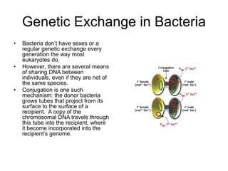 Genetic Exchange in Bacteria
• Bacteria don’t have sexes or a
regular genetic exchange every
generation the way most
eukaryotes do.
• However, there are several means
of sharing DNA between
individuals, even if they are not of
the same species.
• Conjugation is one such
mechanism: the donor bacteria
grows tubes that project from its
surface to the surface of a
recipient. A copy of the
chromosomal DNA travels through
this tube into the recipient, where
it become incorporated into the
recipient’s genome.
 