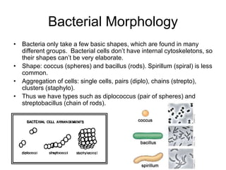Bacterial Morphology
• Bacteria only take a few basic shapes, which are found in many
different groups. Bacterial cells don’t have internal cytoskeletons, so
their shapes can’t be very elaborate.
• Shape: coccus (spheres) and bacillus (rods). Spirillum (spiral) is less
common.
• Aggregation of cells: single cells, pairs (diplo), chains (strepto),
clusters (staphylo).
• Thus we have types such as diplococcus (pair of spheres) and
streptobacillus (chain of rods).
 