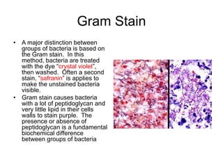 Gram Stain
• A major distinction between
groups of bacteria is based on
the Gram stain. In this
method, bacteria are treated
with the dye “crystal violet”,
then washed. Often a second
stain, “safranin” is applies to
make the unstained bacteria
visible.
• Gram stain causes bacteria
with a lot of peptidoglycan and
very little lipid in their cells
walls to stain purple. The
presence or absence of
peptidoglycan is a fundamental
biochemical difference
between groups of bacteria
 