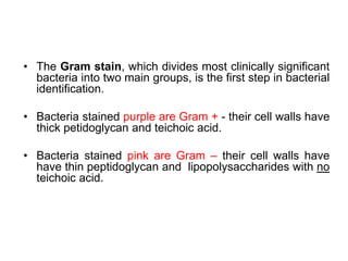 • The Gram stain, which divides most clinically significant
bacteria into two main groups, is the first step in bacterial
identification.
• Bacteria stained purple are Gram + - their cell walls have
thick petidoglycan and teichoic acid.
• Bacteria stained pink are Gram – their cell walls have
have thin peptidoglycan and lipopolysaccharides with no
teichoic acid.
 