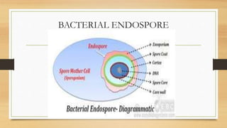 Bacteria morphology | PPTX
