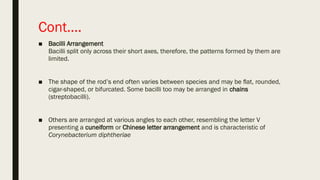 Cont….
■ Bacilli Arrangement
Bacilli split only across their short axes, therefore, the patterns formed by them are
limited.
■ The shape of the rod’s end often varies between species and may be ﬂat, rounded,
cigar-shaped, or bifurcated. Some bacilli too may be arranged in chains
(streptobacilli).
■ Others are arranged at various angles to each other, resembling the letter V
presenting a cuneiform or Chinese letter arrangement and is characteristic of
Corynebacterium diphtheriae
 