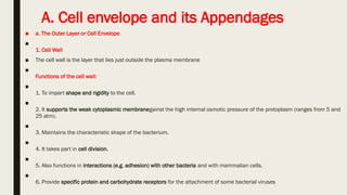 A. Cell envelope and its Appendages
■ a. The Outer Layer or Cell Envelope
■
1. Cell Wall
■ The cell wall is the layer that lies just outside the plasma membrane
■
Functions of the cell wall:
■
1. To impart shape and rigidity to the cell.
■
2. It supports the weak cytoplasmic membranegainst the high internal osmotic pressure of the protoplasm (ranges from 5 and
25 atm).
■
3. Maintains the characteristic shape of the bacterium.
■
4. It takes part in cell division.
■
5. Also functions in interactions (e.g. adhesion) with other bacteria and with mammalian cells.
■
6. Provide specific protein and carbohydrate receptors for the attachment of some bacterial viruses
 