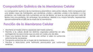 La composición química de la membrana plasmática varía entre células. Está compuesta por
una doble capa de fosfolípidos, por proteínas unidas y glúcidos unidos a los lípidos o a las
proteínas. Las moléculas más numerosas son las de lípidos, ya que se calcula que por cada 50
lípidos hay una proteína. Sin embargo, las proteínas, debido a su mayor tamaño, representan
aproximadamente el 50% de la masa de la membrana.

• Mantiene el medio interno separado del medio externo.
• Permite a la célula dividir los distintos organelos presentes en ella,
protegiendo las reacciones que ocurren en cada uno de ellos.
• Crea una barrera donde , donde solo entran o salen la sustancias
estrictamente necesarias.
• Transporta sustancias de un lugar de la membrana a otro.
• Percibe y reacciona ante estímulos provocados por sustancias
externas.

 