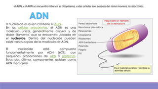 el ADN y el ARN se encuentra libre en el citoplasma, estas células son propias del reino monera, las bacterias.

El nucleoide es quien contiene el ADN.
En las células procariotas, el ADN es una
molécula única, generalmente circular y de
doble filamento, que se encuentra ubicada en
el nucleoide. Dentro del nucleoide pueden
existir varias copias de la molécula de ADN.
El
nucleoide
está
compuesto
fundamentalmente por ADN (60%), con
pequeñas proporciones de ARN y proteínas.
Estos dos últimos componentes actúan como
ARN mensajero

 