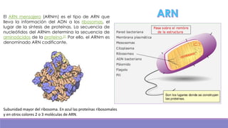 El ARN mensajero (ARNm) es el tipo de ARN que
lleva la información del ADN a los ribosomas, el
lugar de la síntesis de proteínas. La secuencia de
nucleótidos del ARNm determina la secuencia de
aminoácidos de la proteína.21 Por ello, el ARNm es
denominado ARN codificante.

Subunidad mayor del ribosoma. En azul las proteínas ribosomales
y en otros colores 2 o 3 moléculas de ARN.

 