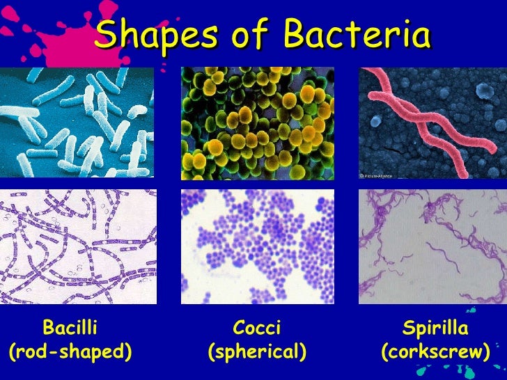 Bacteria Notes 10/26