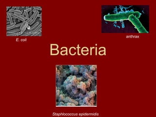 anthrax
E. coli


          Bacteria


          Staphlococcus epidermidis
 