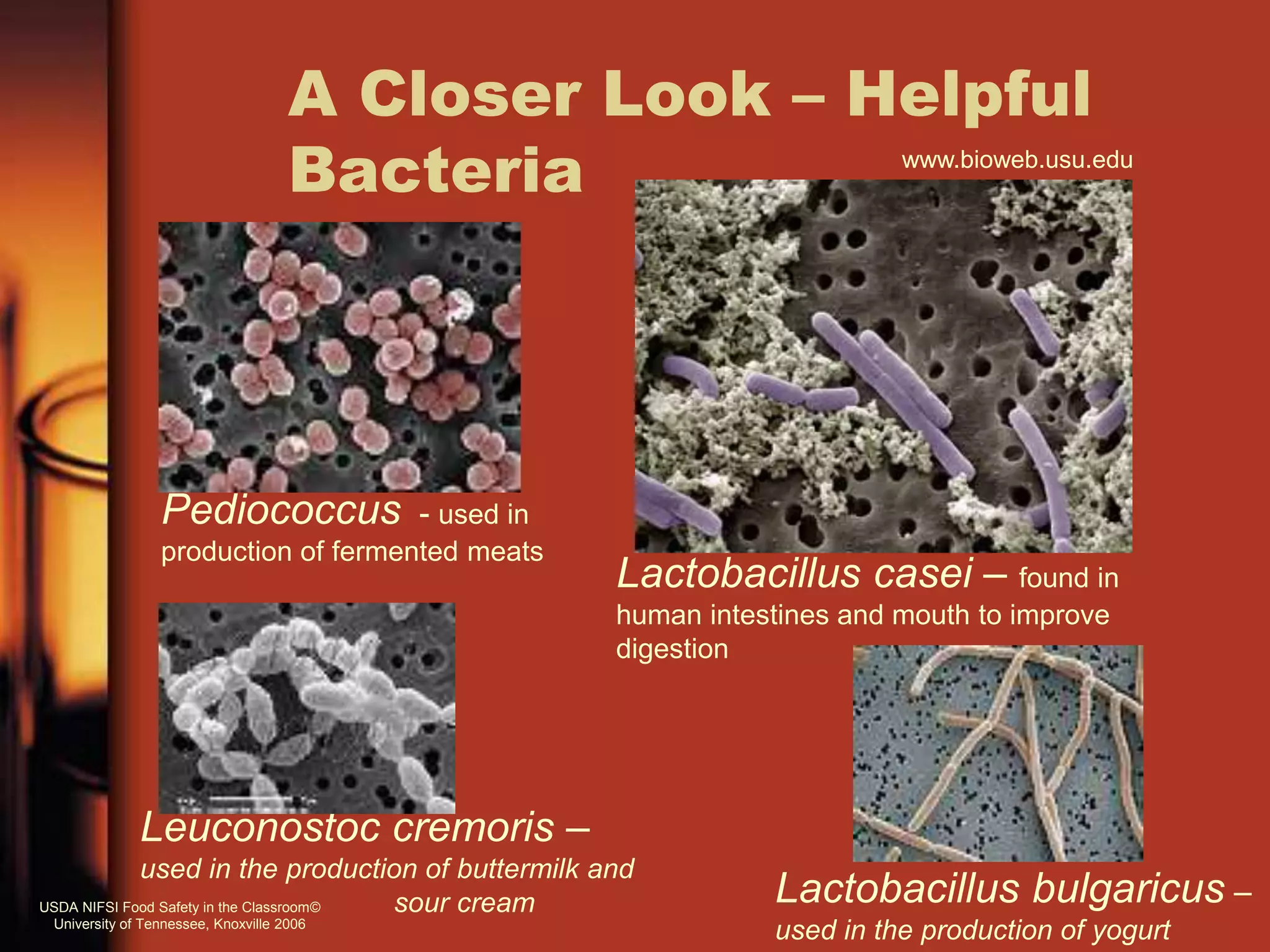 A Closer Look – Helpful
Bacteria
Pediococcus - used in
production of fermented meats
Leuconostoc cremoris –
used in the production of buttermilk and
sour cream
Lactobacillus casei – found in
human intestines and mouth to improve
digestion
Lactobacillus bulgaricus –
used in the production of yogurt
www.bioweb.usu.edu
USDA NIFSI Food Safety in the Classroom©
University of Tennessee, Knoxville 2006
 
