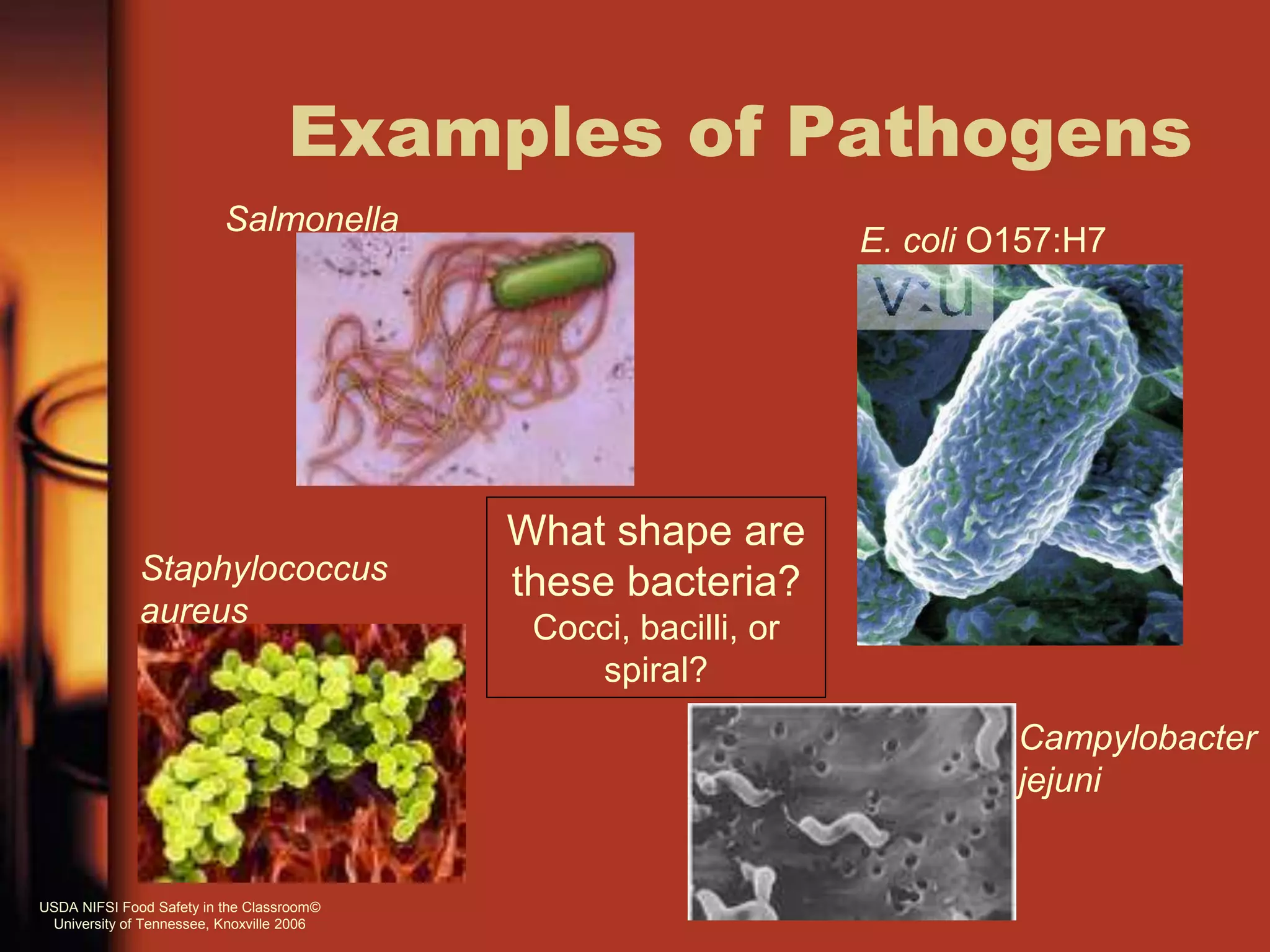 Examples of Pathogens
Salmonella
Staphylococcus
aureus
Campylobacter
jejuni
E. coli O157:H7
What shape are
these bacteria?
Cocci, bacilli, or
spiral?
USDA NIFSI Food Safety in the Classroom©
University of Tennessee, Knoxville 2006
 