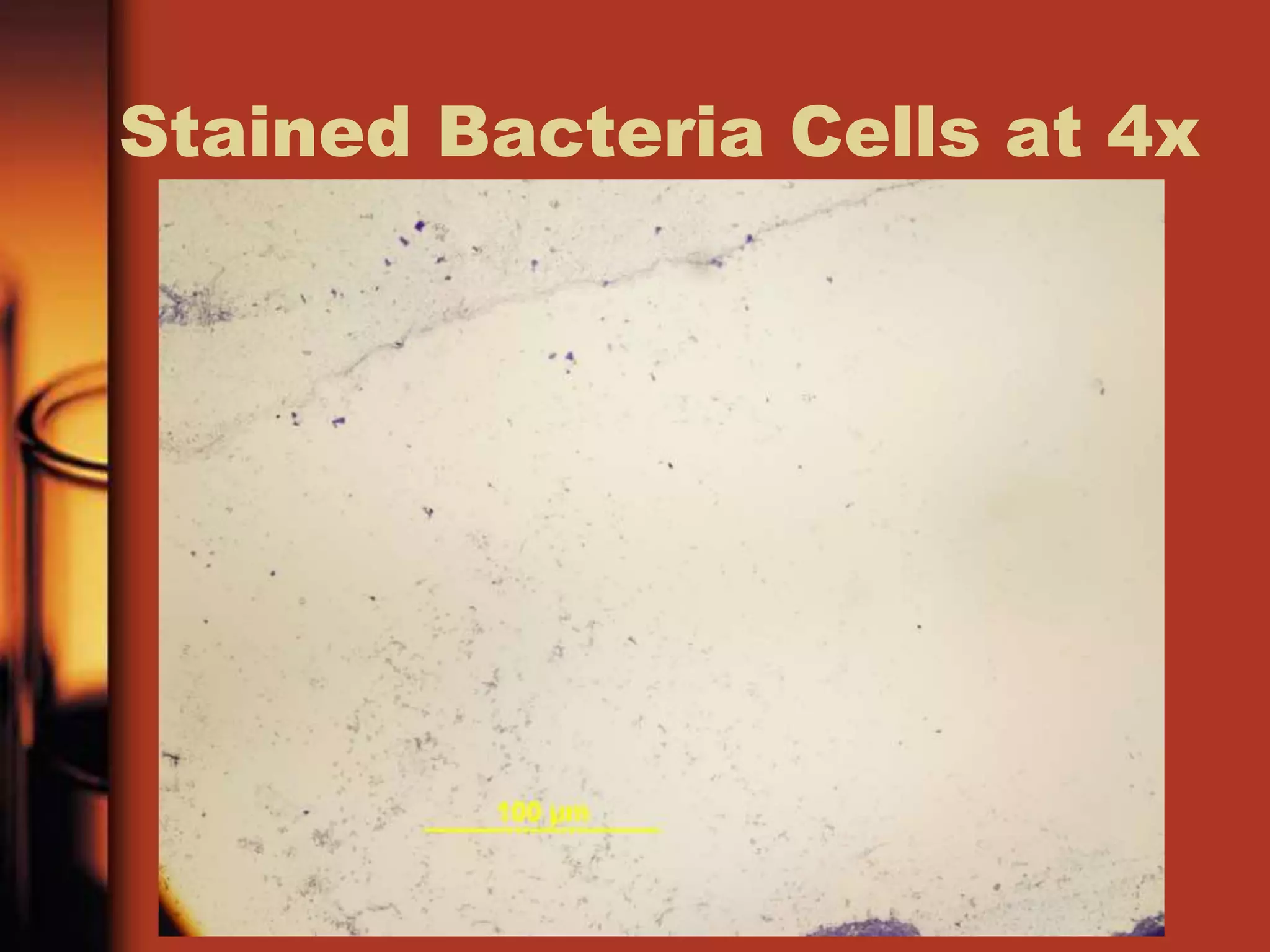 Stained Bacteria Cells at 4x
 