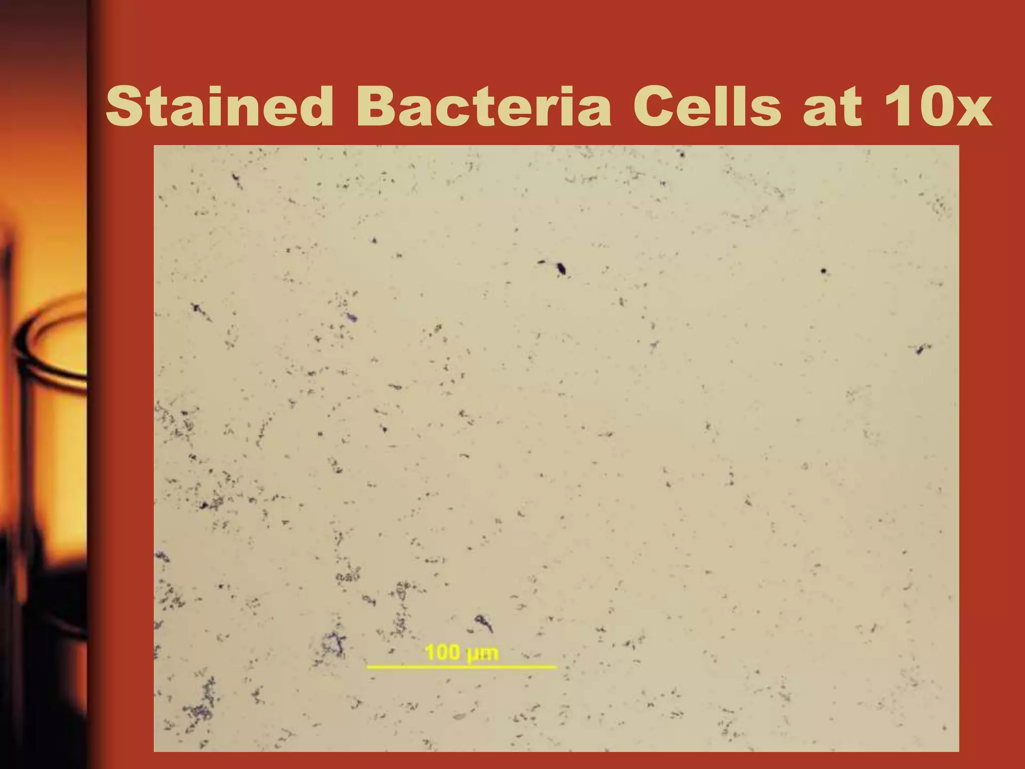 Stained Bacteria Cells at 10x
 