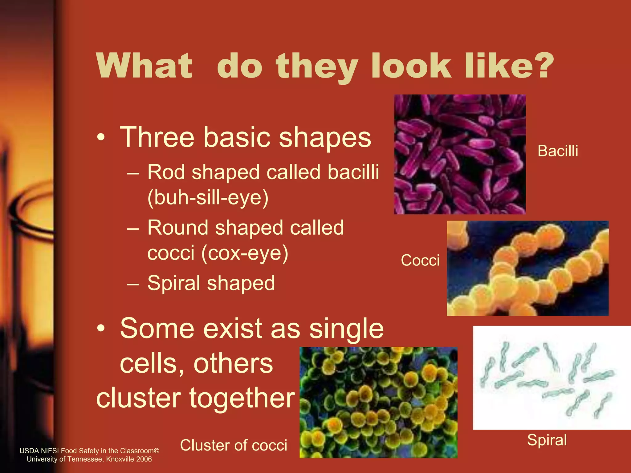 What do they look like?
• Three basic shapes
– Rod shaped called bacilli
(buh-sill-eye)
– Round shaped called
cocci (cox-eye)
– Spiral shaped
• Some exist as single
cells, others
cluster together
Bacilli
Spiral
Cocci
Cluster of cocciUSDA NIFSI Food Safety in the Classroom©
University of Tennessee, Knoxville 2006
 