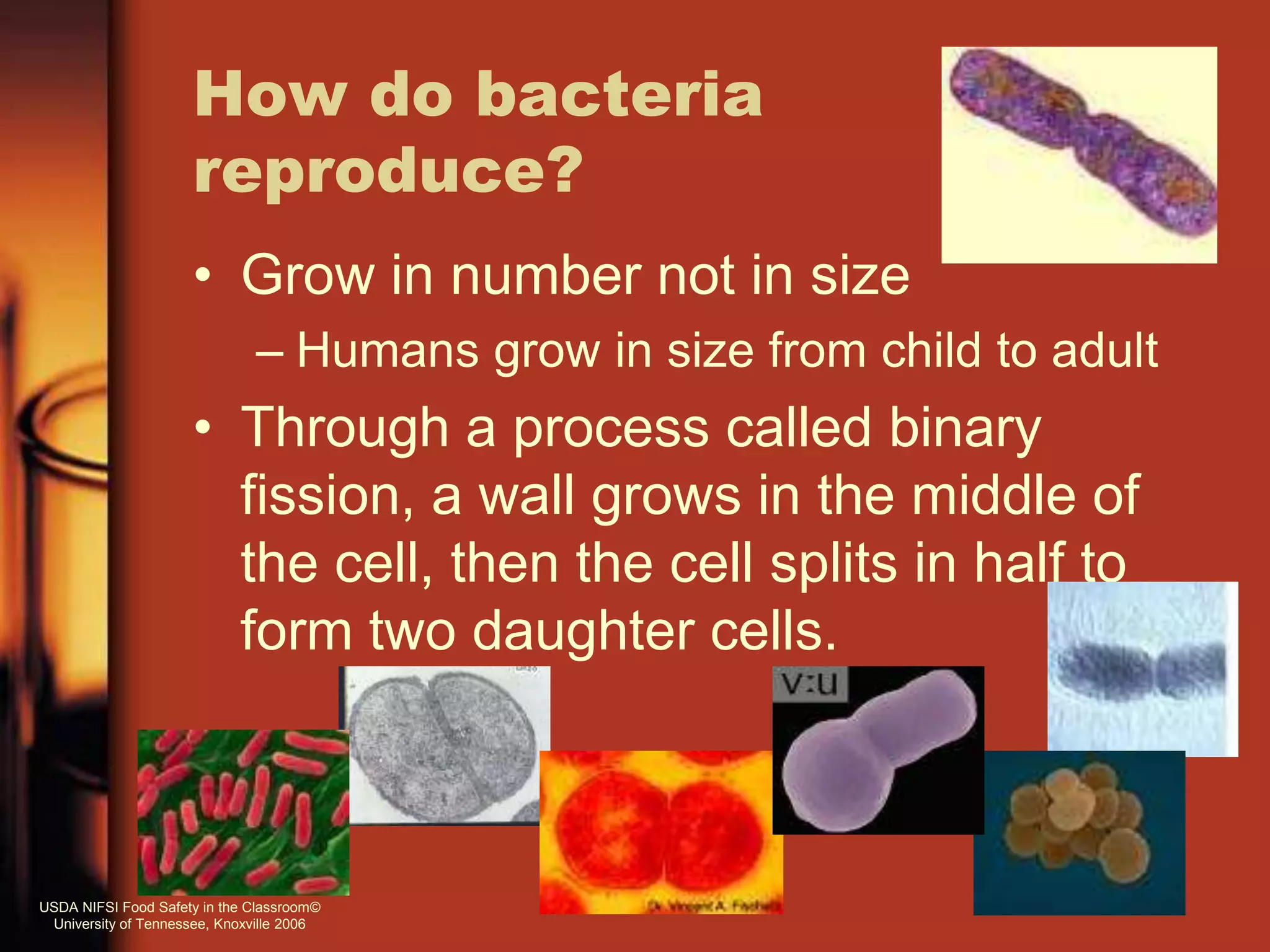 How do bacteria
reproduce?
• Grow in number not in size
– Humans grow in size from child to adult
• Through a process called binary
fission, a wall grows in the middle of
the cell, then the cell splits in half to
form two daughter cells.
USDA NIFSI Food Safety in the Classroom©
University of Tennessee, Knoxville 2006
 