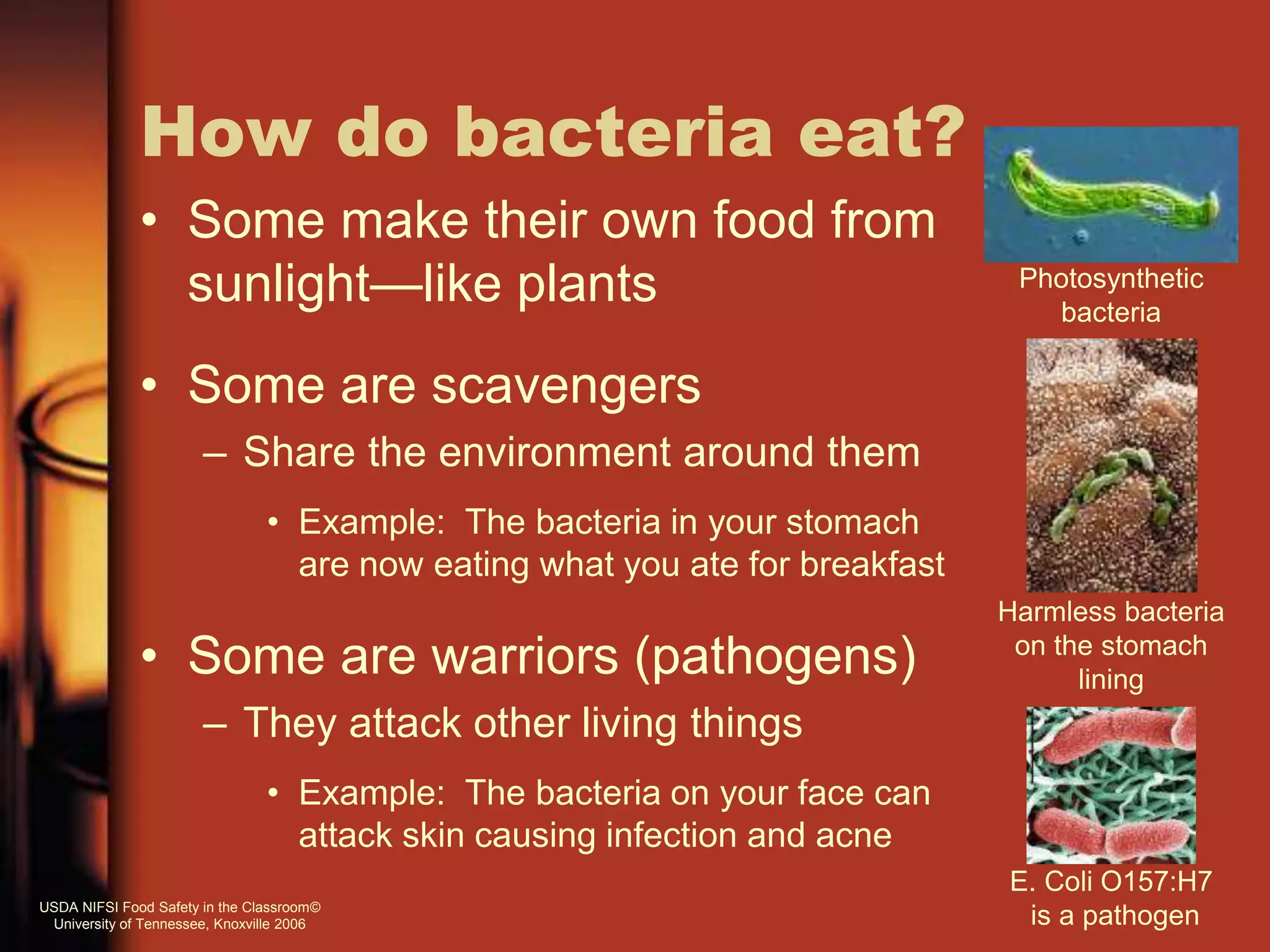 How do bacteria eat?
• Some make their own food from
sunlight—like plants
• Some are scavengers
– Share the environment around them
• Example: The bacteria in your stomach
are now eating what you ate for breakfast
• Some are warriors (pathogens)
– They attack other living things
• Example: The bacteria on your face can
attack skin causing infection and acne
Photosynthetic
bacteria
Harmless bacteria
on the stomach
lining
E. Coli O157:H7
is a pathogenUSDA NIFSI Food Safety in the Classroom©
University of Tennessee, Knoxville 2006
 