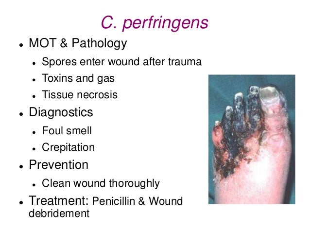 5 - Bacteria Pathogens