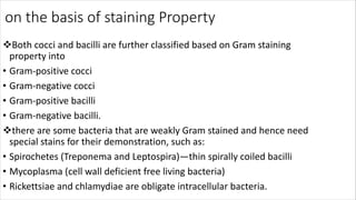 on the basis of staining Property
vBoth cocci and bacilli are further classified based on Gram staining
property into
• Gram-positive cocci
• Gram-negative cocci
• Gram-positive bacilli
• Gram-negative bacilli.
vthere are some bacteria that are weakly Gram stained and hence need
special stains for their demonstration, such as:
• Spirochetes (Treponema and Leptospira)—thin spirally coiled bacilli
• Mycoplasma (cell wall deficient free living bacteria)
• Rickettsiae and chlamydiae are obligate intracellular bacteria.
 