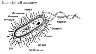 Bacterial cell anatomy
 
