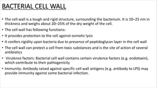 BACTERIAL CELL WALL
• The cell wall is a tough and rigid structure, surrounding the bacterium. It is 10–25 nm in
thickness and weighs about 20–25% of the dry weight of the cell.
• The cell wall has following functions:
• It provides protection to the cell against osmotic lysis
• It confers rigidity upon bacteria due to presence of peptidoglycan layer in the cell wall
• The cell wall can protect a cell from toxic substances and is the site of action of several
antibiotics
• Virulence factors: Bacterial cell wall contains certain virulence factors (e.g. endotoxin),
which contribute to their pathogenicity
• Immunity: Antibody raised against specific cell wall antigens (e.g. antibody to LPS) may
provide immunity against some bacterial infection.
 