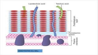 GRAM POSITIVE CELL WALL
 