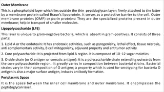Outer Membrane
This is a phospholipid layer which lies outside the thin peptidoglycan layer; firmly attached to the latter
by a membrane protein called Braun’s lipoprotein. It serves as a protective barrier to the cell. Outer
membrane proteins (OMP) or porin proteins: They are the specialized proteins present in outer
membrane; help in transport of smaller molecules.
Lipopolysaccharide (LPS)
This layer is unique to gram-negative bacteria, which is absent in gram-positives. It consists of three
parts:
1. Lipid A or the endotoxin: It has endotoxic activities, such as pyrogenicity, lethal effect, tissue necrosis,
anti complementary activity, B cell mitogenicity, adjuvant property and antitumor activity
2. Core polysaccharide: It is projected from lipid A region. It is composed of 10–12 sugar moieties
3. O side chain (or O antigen or somatic antigen): It is a polysaccharide chain extending outwards from
the core polysaccharide region. It greatly varies in composition between bacterial strains. Bacterial
strains vary in their composition of O antigen; a property which is used for serotyping for bacteria O
antigen is also a major surface antigen, induces antibody formation.
Periplasmic Space
It is the space between the inner cell membrane and outer membrane. It encompasses the
peptidoglycan layer.
 
