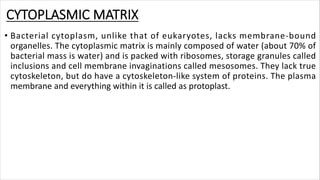 CYTOPLASMIC MATRIX
• Bacterial cytoplasm, unlike that of eukaryotes, lacks membrane-bound
organelles. The cytoplasmic matrix is mainly composed of water (about 70% of
bacterial mass is water) and is packed with ribosomes, storage granules called
inclusions and cell membrane invaginations called mesosomes. They lack true
cytoskeleton, but do have a cytoskeleton-like system of proteins. The plasma
membrane and everything within it is called as protoplast.
 
