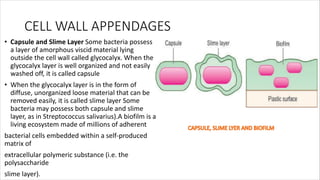 CELL WALL APPENDAGES
• Capsule and Slime Layer Some bacteria possess
a layer of amorphous viscid material lying
outside the cell wall called glycocalyx. When the
glycocalyx layer is well organized and not easily
washed off, it is called capsule
• When the glycocalyx layer is in the form of
diffuse, unorganized loose material that can be
removed easily, it is called slime layer Some
bacteria may possess both capsule and slime
layer, as in Streptococcus salivarius).A biofilm is a
living ecosystem made of millions of adherent
bacterial cells embedded within a self-produced
matrix of
extracellular polymeric substance (i.e. the
polysaccharide
slime layer).
 
