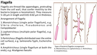 Flagella
Flagella are thread-like appendages, protruding
from the cell wall, that confer motility to the
bacteria (organs o locomotion). They measure
5–20 µm in length and 0.01–0.02 µm in thickness.
Arrangement of Flagella
1.Monotrichous (single polar flagellum), e.g.
V i b r i o c h o l e r a e , P s e u d o m o n a s a n d
Campylobacter
2.Lophotrichous (multiple polar flagella), e.g.
Spirillum
3.Peritrichous (flagella distributed over the entire
cell surface), e.g. Salmonella Typhi, Escherichia
coli
4.Amphitrichous (single flagellum at both the
ends), e.g. Alcaligenes faecalis
Types of bacterial flagellar arrangement:
A. Monotrichous; B. Lophotrichous; C. Peritrichous;
D. Amphitrichous.
 