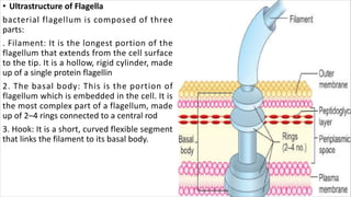 • Ultrastructure of Flagella
bacterial flagellum is composed of three
parts:
. Filament: It is the longest portion of the
flagellum that extends from the cell surface
to the tip. It is a hollow, rigid cylinder, made
up of a single protein flagellin
2. The basal body: This is the portion of
flagellum which is embedded in the cell. It is
the most complex part of a flagellum, made
up of 2–4 rings connected to a central rod
3. Hook: It is a short, curved flexible segment
that links the filament to its basal body.
 