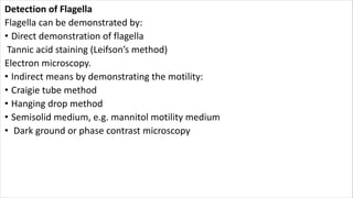 Detection of Flagella
Flagella can be demonstrated by:
• Direct demonstration of flagella
Tannic acid staining (Leifson’s method)
Electron microscopy.
• Indirect means by demonstrating the motility:
• Craigie tube method
• Hanging drop method
• Semisolid medium, e.g. mannitol motility medium
• Dark ground or phase contrast microscopy
 