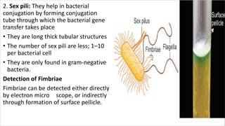 2. Sex pili: They help in bacterial
conjugation by forming conjugation
tube through which the bacterial gene
transfer takes place
• They are long thick tubular structures
• The number of sex pili are less; 1–10
per bacterial cell
• They are only found in gram-negative
bacteria.
Detection of Fimbriae
Fimbriae can be detected either directly
by electron micro scope, or indirectly
through formation of surface pellicle.
 